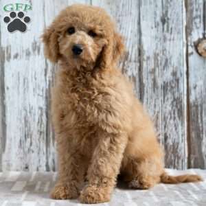 Krista, Mini Labradoodle Puppy