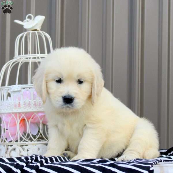 Kyla, English Cream Golden Retriever Puppy