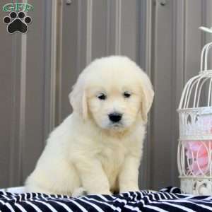 Kyla, English Cream Golden Retriever Puppy