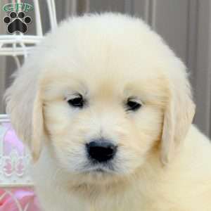 Kyla, English Cream Golden Retriever Puppy
