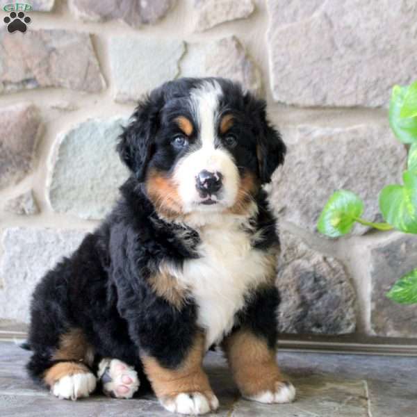 Kyle, Bernese Mountain Dog Puppy