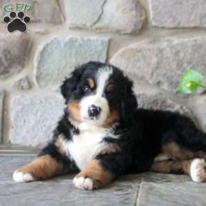 Kyle, Bernese Mountain Dog Puppy