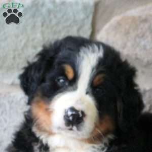 Kyle, Bernese Mountain Dog Puppy