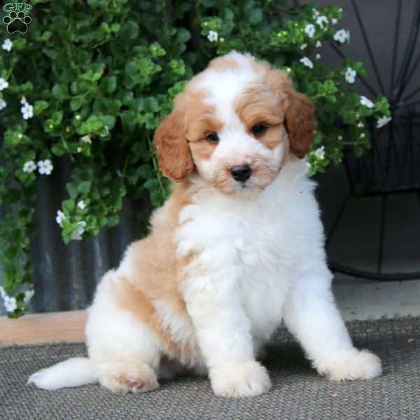 Kyle – F1B, Mini Bernedoodle Puppy