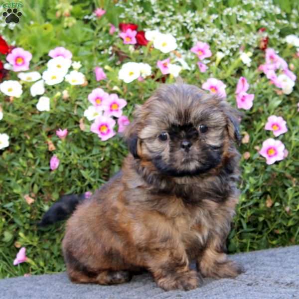 Kyle, Shih Tzu Puppy