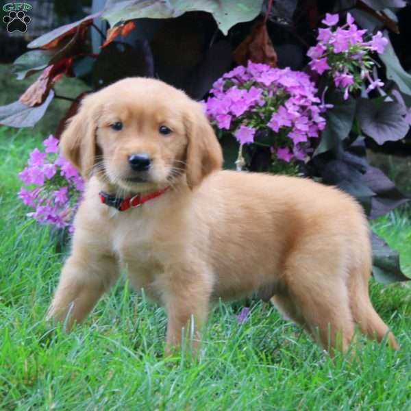 Kyle, Golden Retriever Puppy