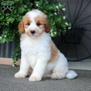 Kyle – F1B, Mini Bernedoodle Puppy