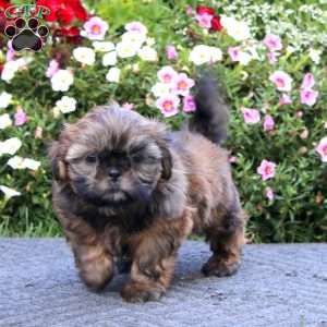 Kyle, Shih Tzu Puppy