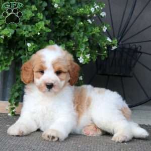 Kyle – F1B, Mini Bernedoodle Puppy