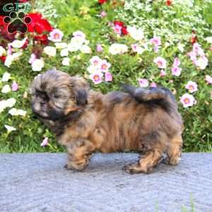Kyle, Shih Tzu Puppy