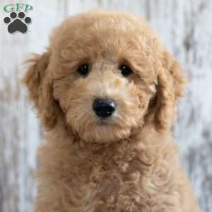 Kylie, Mini Labradoodle Puppy