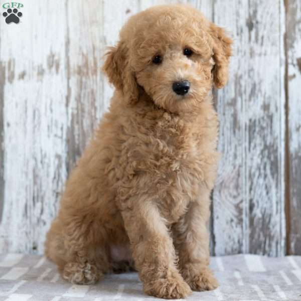 Kylie, Mini Labradoodle Puppy