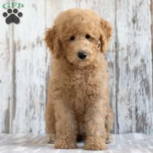 Kylie, Mini Labradoodle Puppy