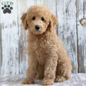 Kylie, Mini Labradoodle Puppy