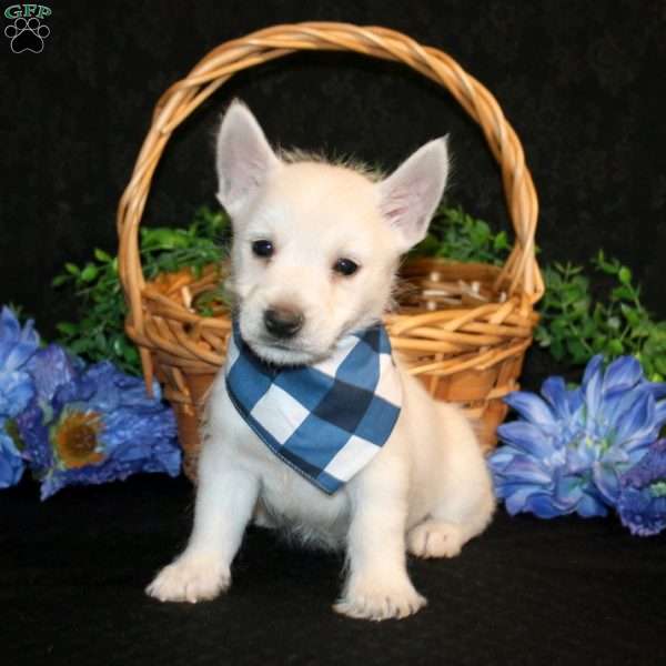 Kyrell, West Highland Terrier Puppy
