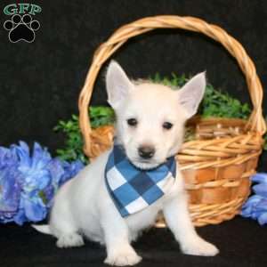 Kyrell, West Highland Terrier Puppy