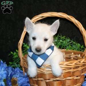 Kyrell, West Highland Terrier Puppy