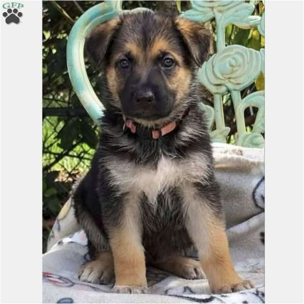 LANA, German Shepherd Puppy