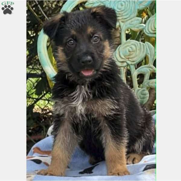 LOGAN, German Shepherd Puppy