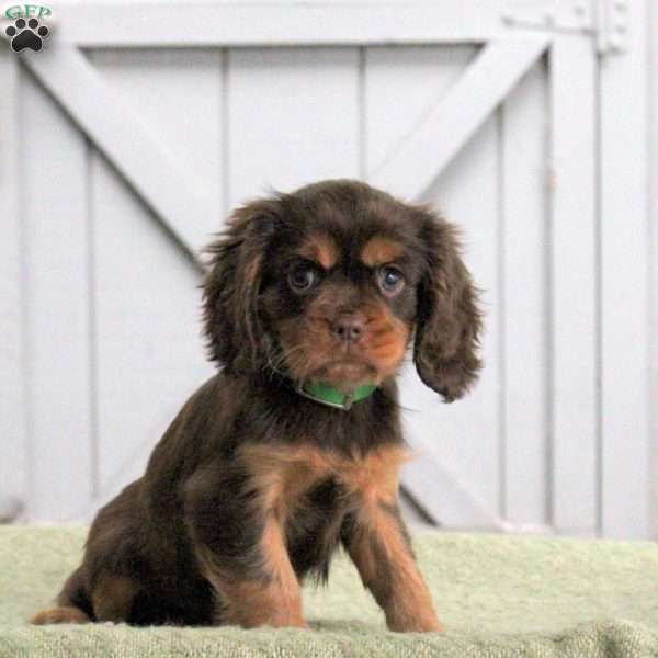 Lacey, Cavalier King Charles Spaniel Puppy