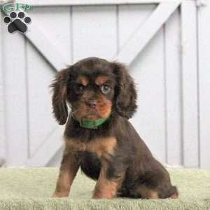 Lacey, Cavalier King Charles Spaniel Puppy