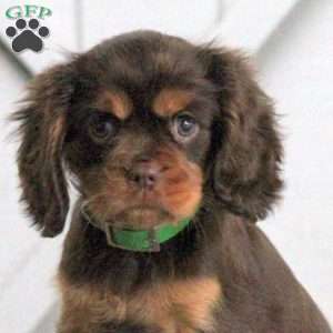 Lacey, Cavalier King Charles Spaniel Puppy