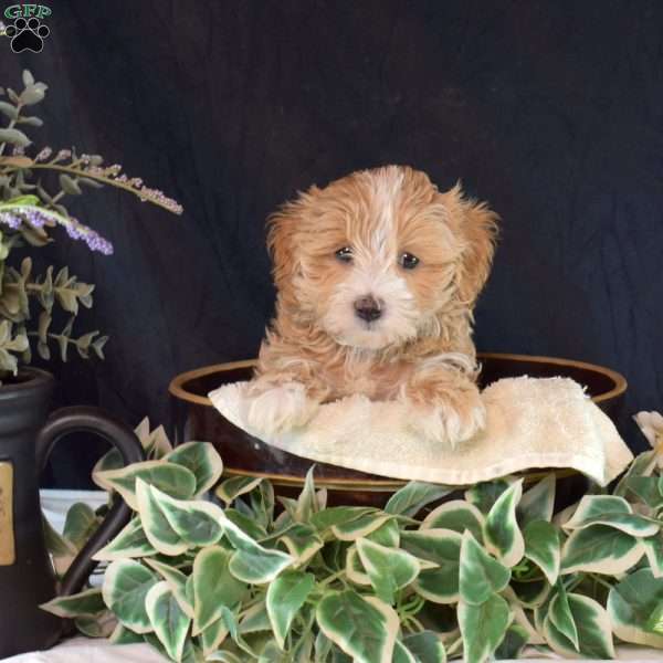 Lacy, Maltipoo Puppy