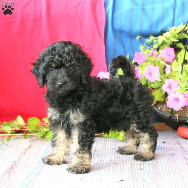 Lacy, Cockapoo Puppy
