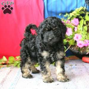 Lacy, Cockapoo Puppy
