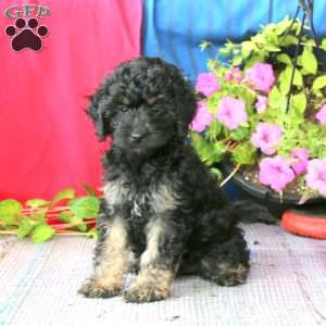 Lacy, Cockapoo Puppy