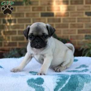 Lacy, Pug Puppy