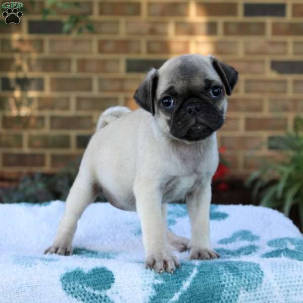 Lacy, Pug Puppy