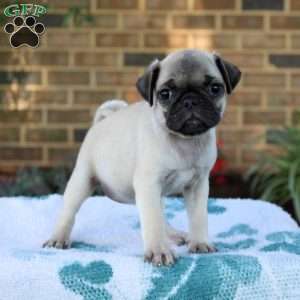 Lacy, Pug Puppy