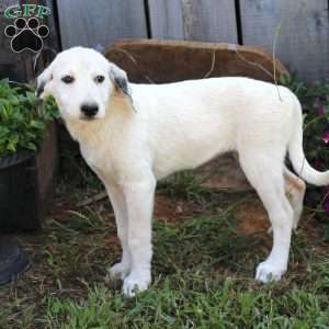 Lacy, Great Pyrenees Mix Puppy