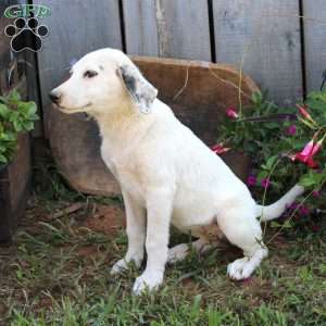 Lacy, Great Pyrenees Mix Puppy