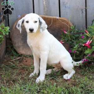 Lacy, Great Pyrenees Mix Puppy