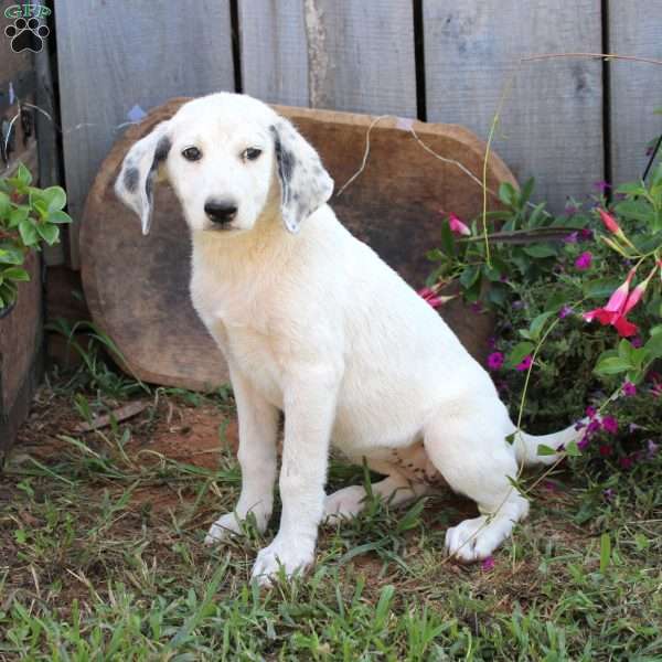 Lacy, Great Pyrenees Mix Puppy