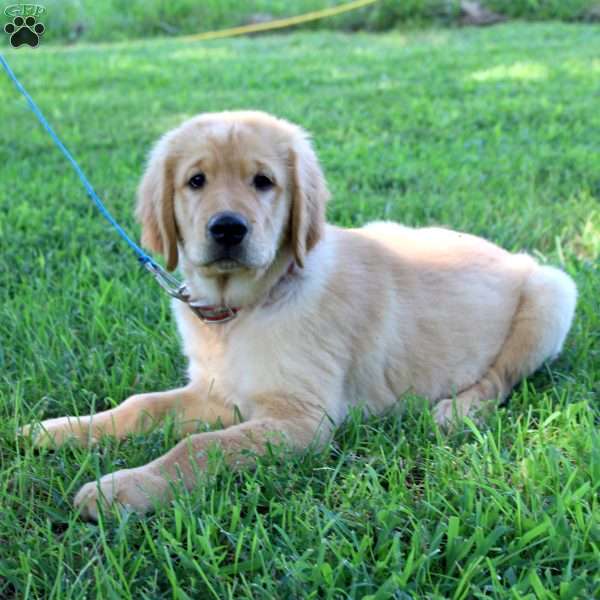 Lacey, Golden Retriever Puppy