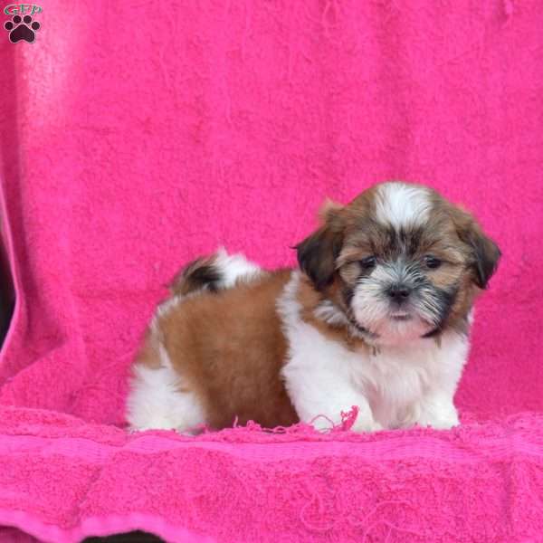 Lady, Shih Tzu Puppy