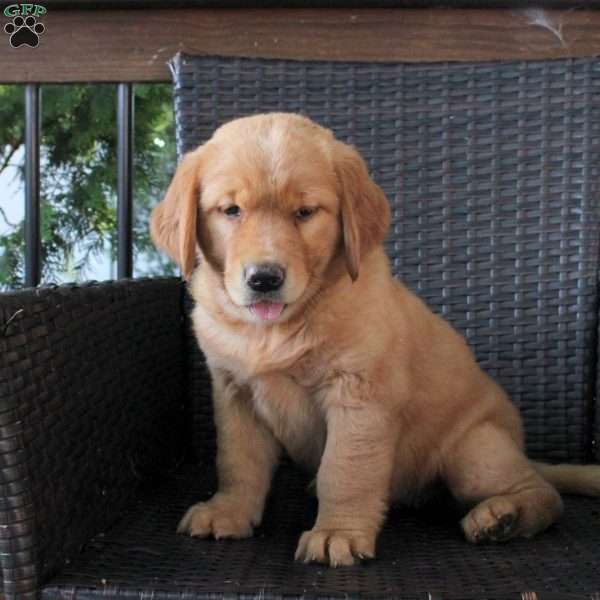 Lady, Golden Retriever Puppy