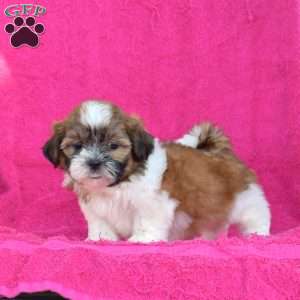Lady, Shih Tzu Puppy