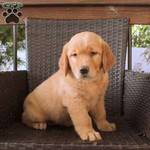 Lady, Golden Retriever Puppy