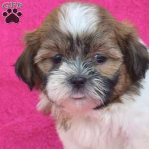 Lady, Shih Tzu Puppy