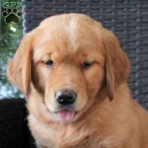 Lady, Golden Retriever Puppy