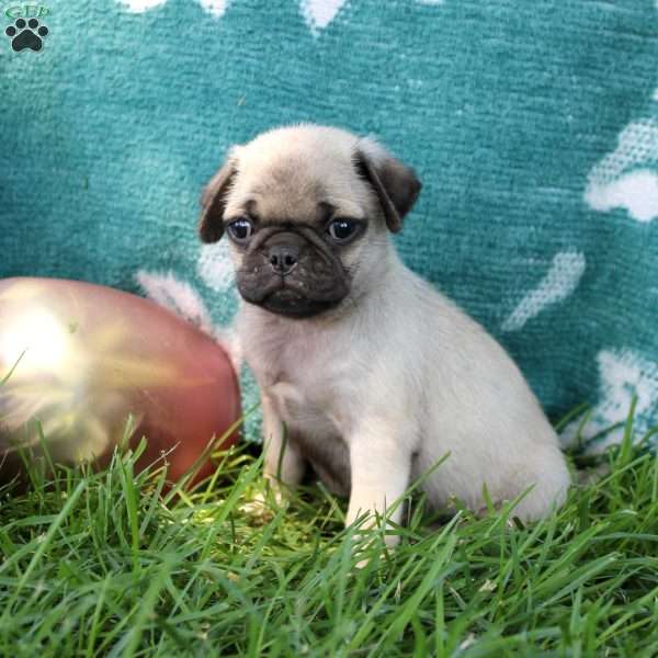 Lance, Pug Puppy