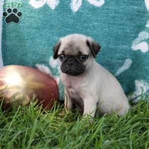 Lance, Pug Puppy