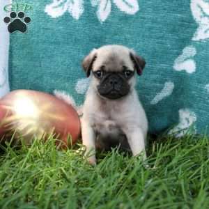 Lance, Pug Puppy