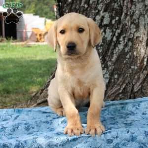 Lance, Yellow Labrador Retriever Puppy