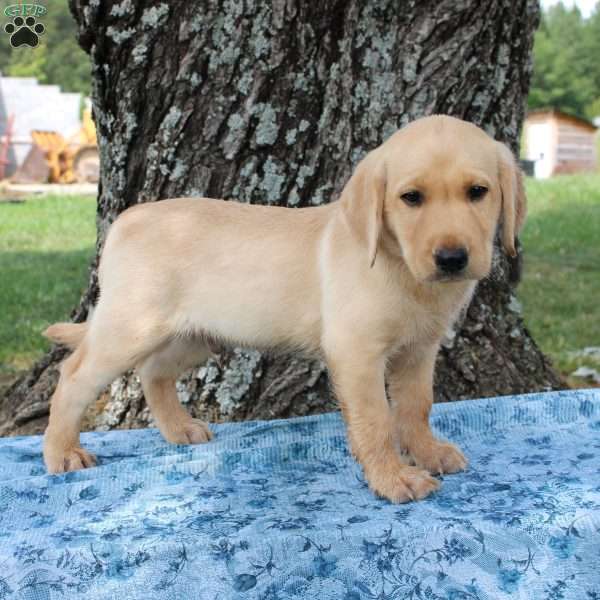 Lance, Yellow Labrador Retriever Puppy
