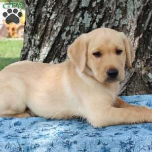 Lance, Yellow Labrador Retriever Puppy